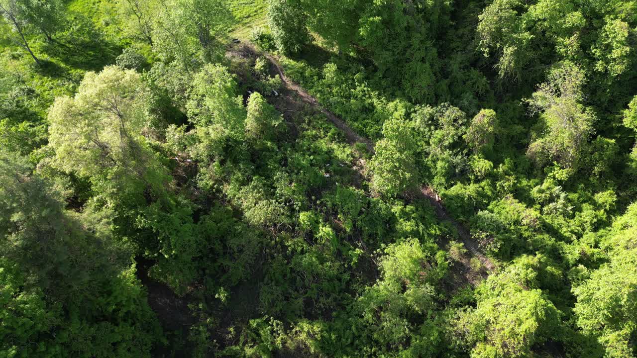 林地の密生した葉や侵略的な雑草対策に利用されるヤギによる植生管理の空撮全景