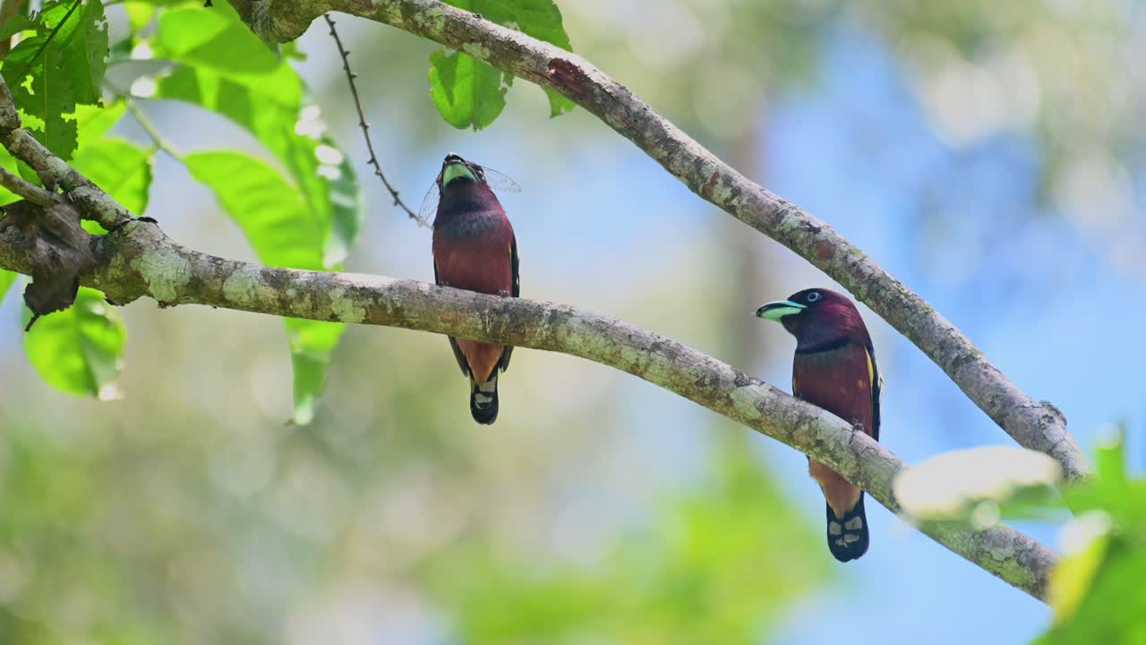 Banded Broadbill, Eurylaimus javanicus