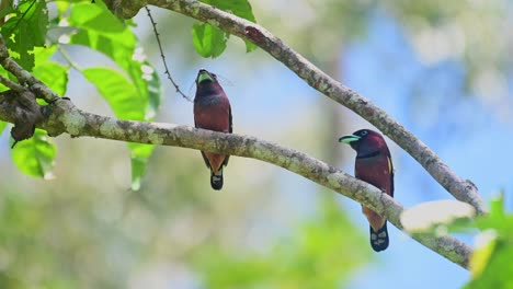 Pico-Ancho-Anillado,-Eurylaimus-Javanicus