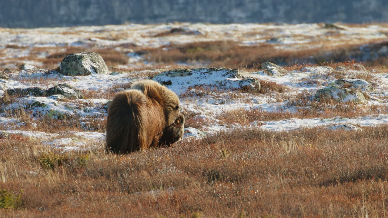Muskox Grazing in Golden Light on Windy Dovrefjell Plateau Norway