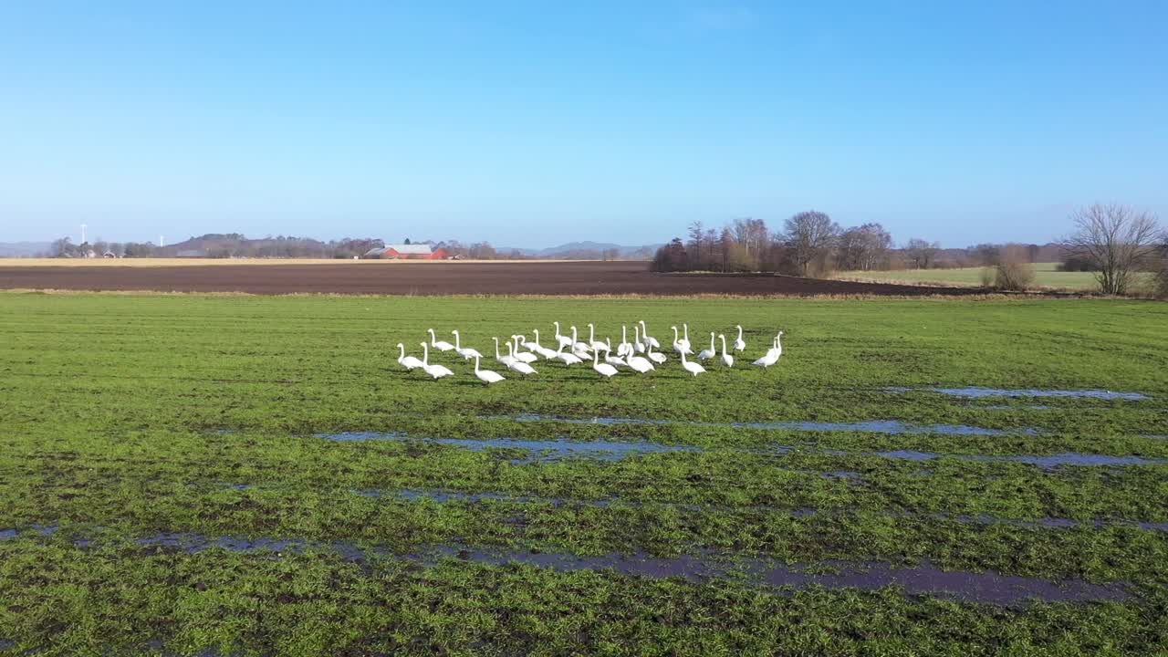 bandada de cisnes en campo húmedo verde