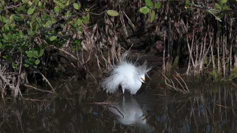 egreta de nieve en la cría de plumaje de caza de peces, en el humedal de manglares de florida