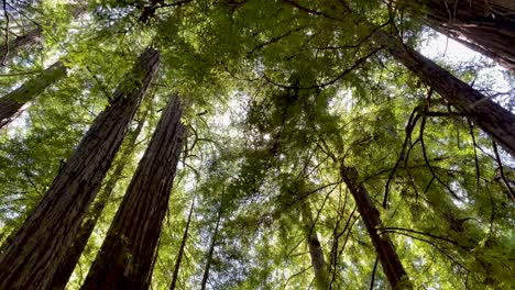 looking up through green leafy, tall, majestic redwood trees with blue sky as sun filters though from above, mid afternoon