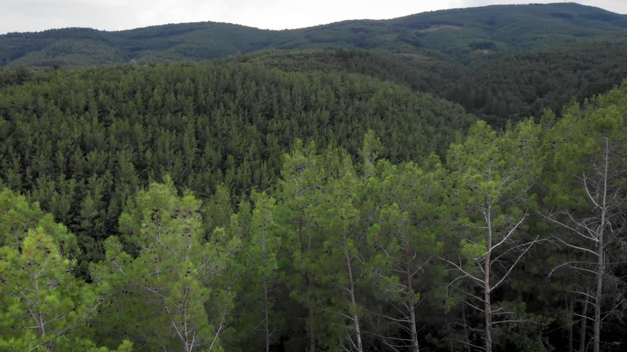 울창한 숲 여름날을 드러내는 키 큰 소나무 위를 지나가는 드론 영상