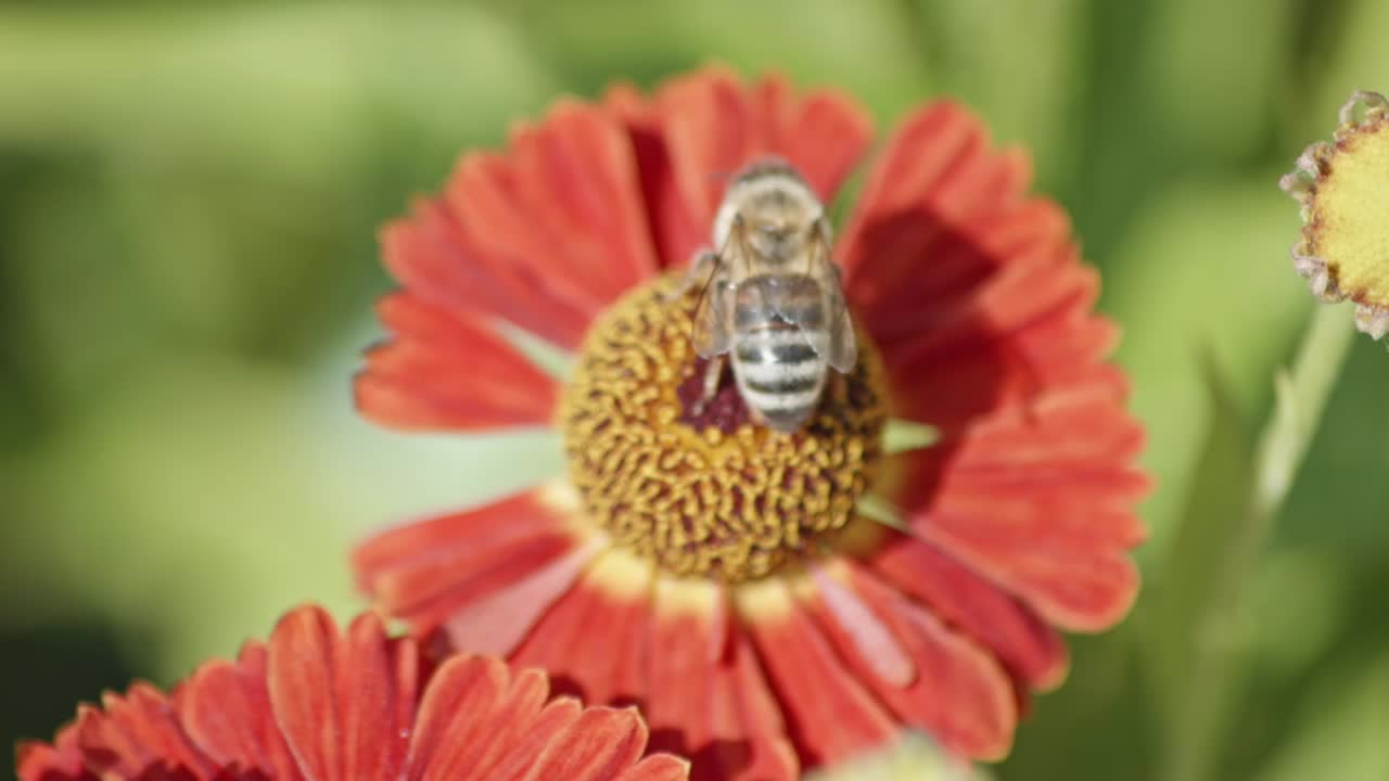 una abeja melífera recolecta néctar de hermosas flores de helenio con centro rojo y pétalos