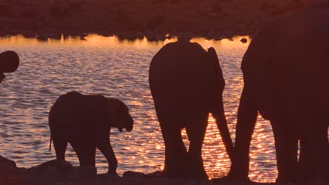 thirsty african elephants arrive at a watering hole at dusk in golden sunset light and bathe and drink at etosha national park namibia 1