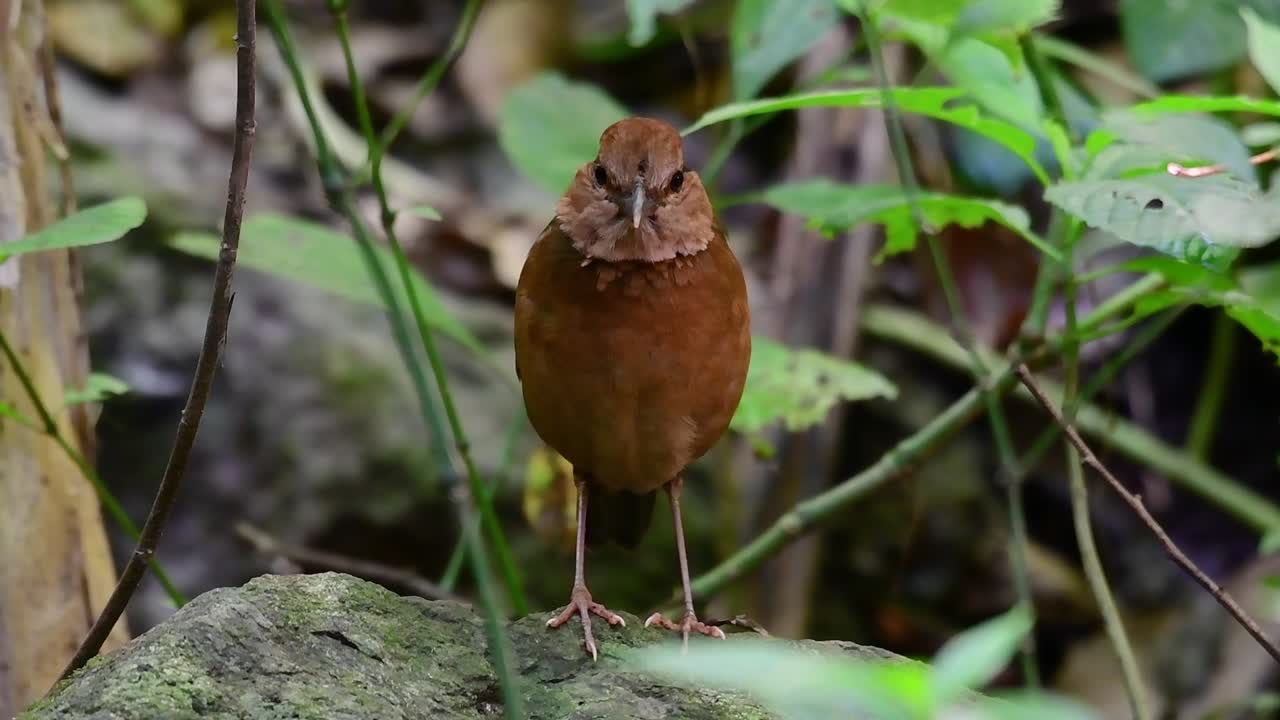la pitta de nuca oxidada es un ave confiada que se encuentra en hábitats de bosques montañosos de gran altura, hay muchos lugares en tailandia para encontrar esta ave