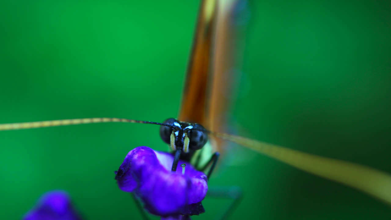 Close-up frontal view of butterfly eyes and antennae perched on a purple flower in Mindo Butterfly Garden, macro