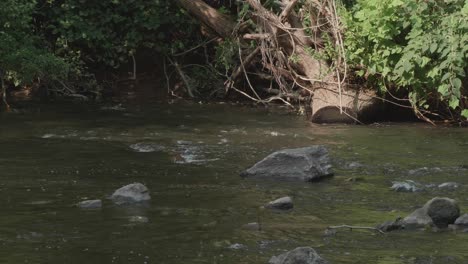 Wasser-Fließt-An-Großen-Steinen-Vorbei,-Wissahickon-Creek,-Philadelphia