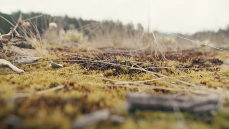 mossy-field-in-a-valley-surrounded-by-tall-grass-and-pine-trees-in-the-distance