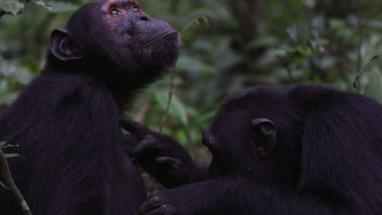 chimpancés que se limpian el uno al otro en el suelo del bosque en el parque nacional de kibale, uganda