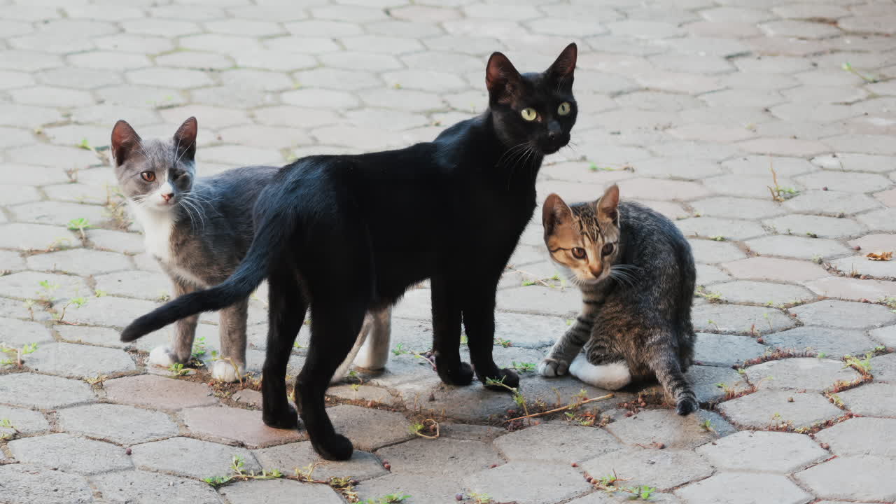 Three cats standing on a paved path, looking alert and curious