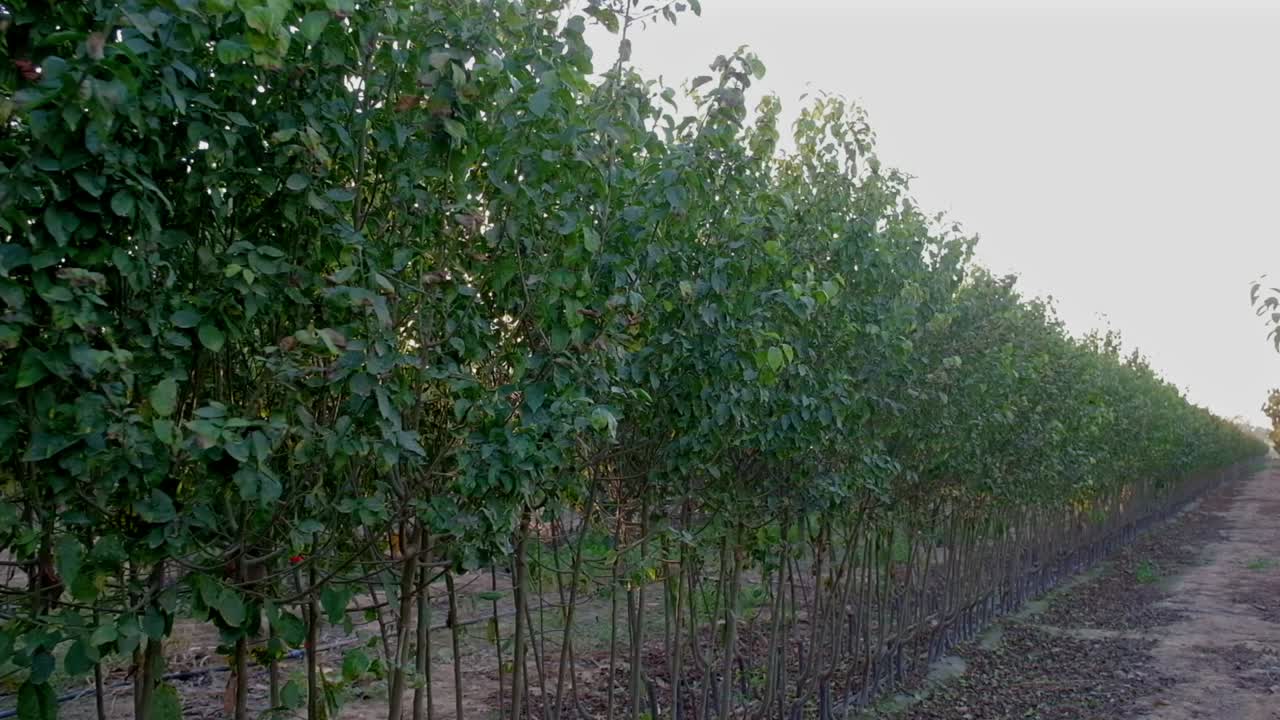 symmetrical tree nursery garden images