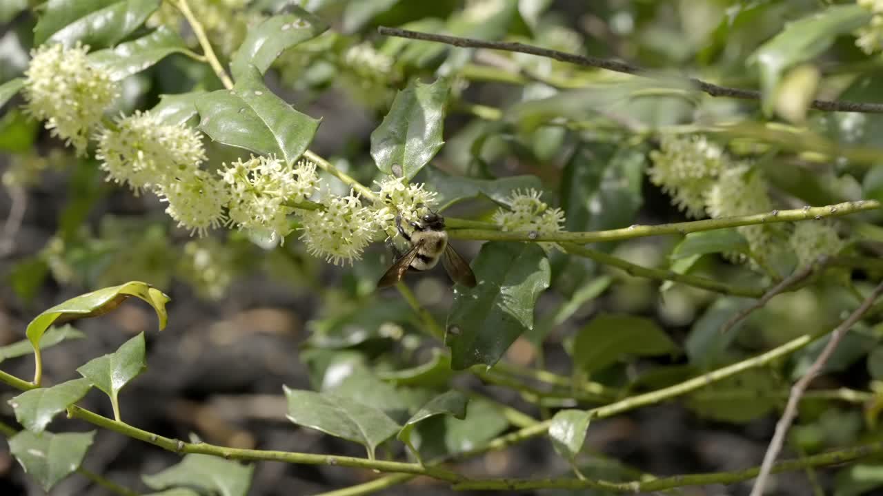 Slow Motion Carpenter Bee Hovering and Gathering Pollen from White Flowers