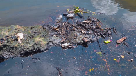 orilla del mar muy contaminada, con basura flotante, peces muertos y aceite