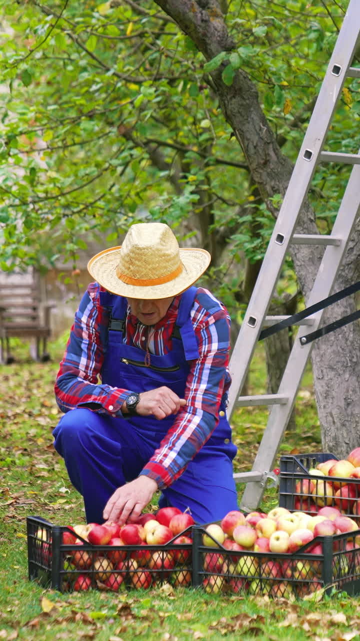 Farmer near drawers with apples outdoors. Mature man sorting delicious apples into plastic boxes in his garden in autumn.. Vertical video
