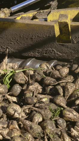 agricultural machinery harvesting root vegetables with soil and debris in the foreground