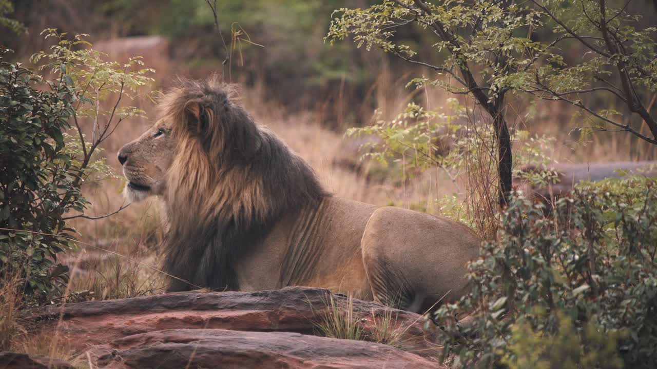 Lev ležící na skalách mezi keři africké savany a řvoucí