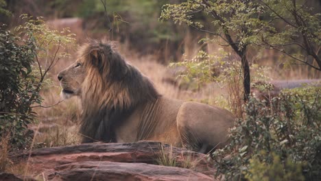 León-Acostado-Sobre-Rocas-Entre-Arbustos-De-Sabana-Africana-Y-Rugiendo