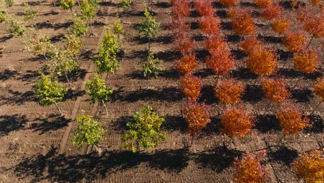 push in tilt down aerial drone shot of trees planted in a tree farm on a sunny day