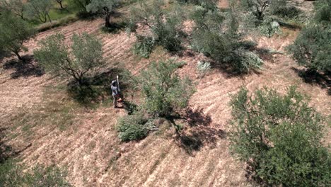 Man-pruning-olive-tree-with-chainsaw