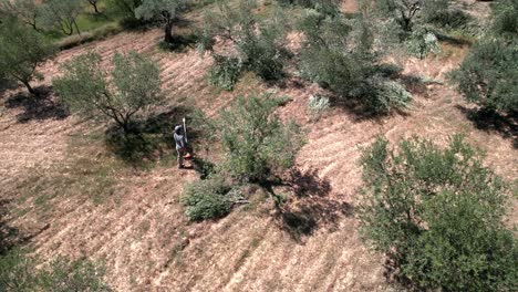 hombre podando un olivo con una motosierra
