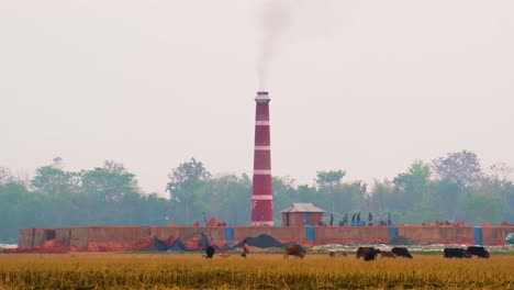 Rinder-Grasen-In-Der-Nähe-Eines-Industrieschornsteins-Auf-Dem-Land-Im-Ländlichen-Bangladesch