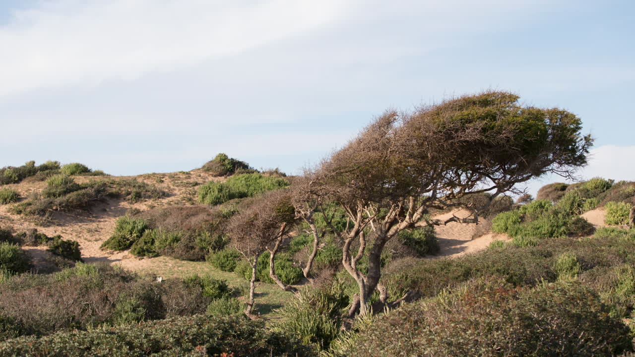 árbol de playa capaz 00