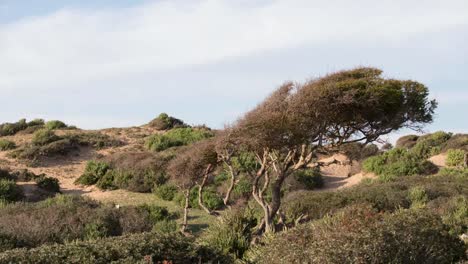 árbol de playa capaz 00