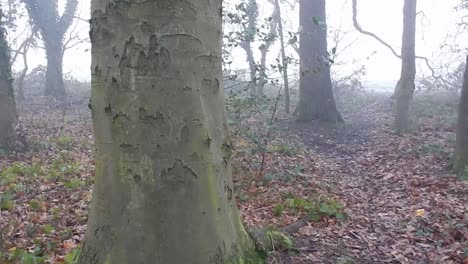 Fairy-tale-woodland-forest-tilt-up-from-roots-to-tall-majestic-trees-in-dense-thick-misty-atmospheric-fog