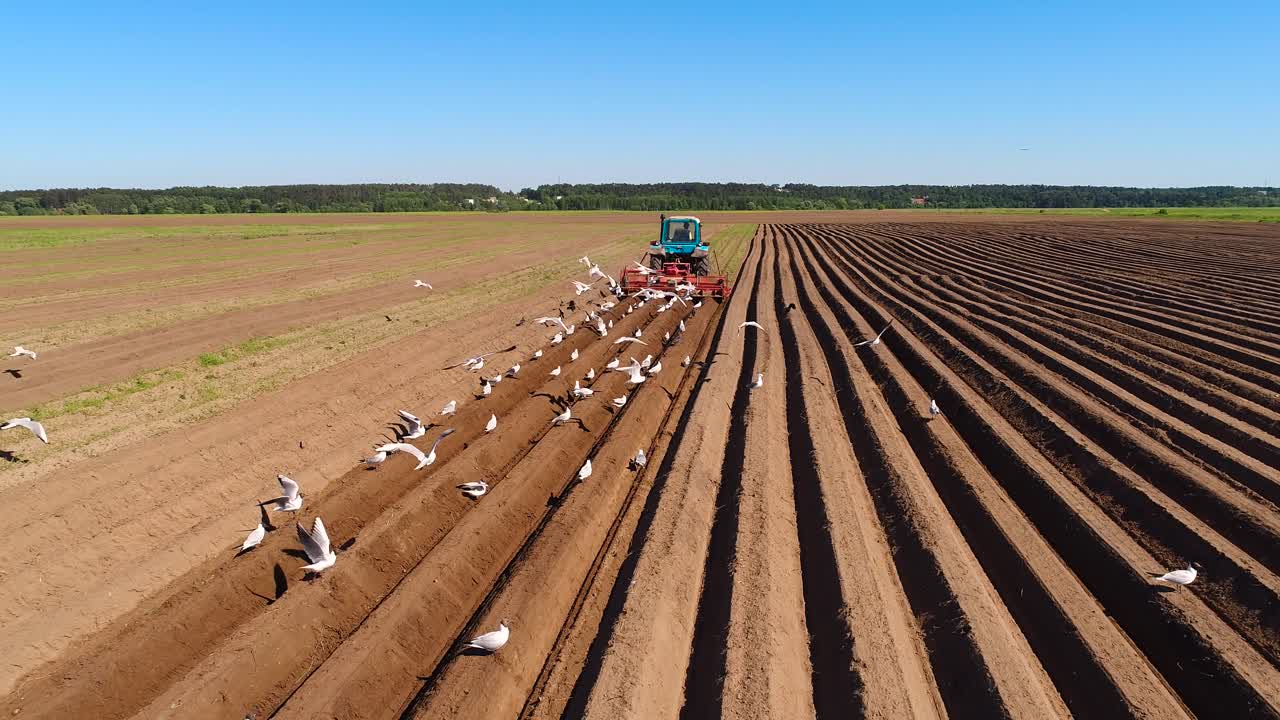 los pájaros hambrientos están volando detrás del tractor, y comen grano de la tierra cultivable.
