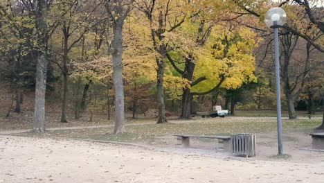 fall leaves falling off trees next to grassy sitting area