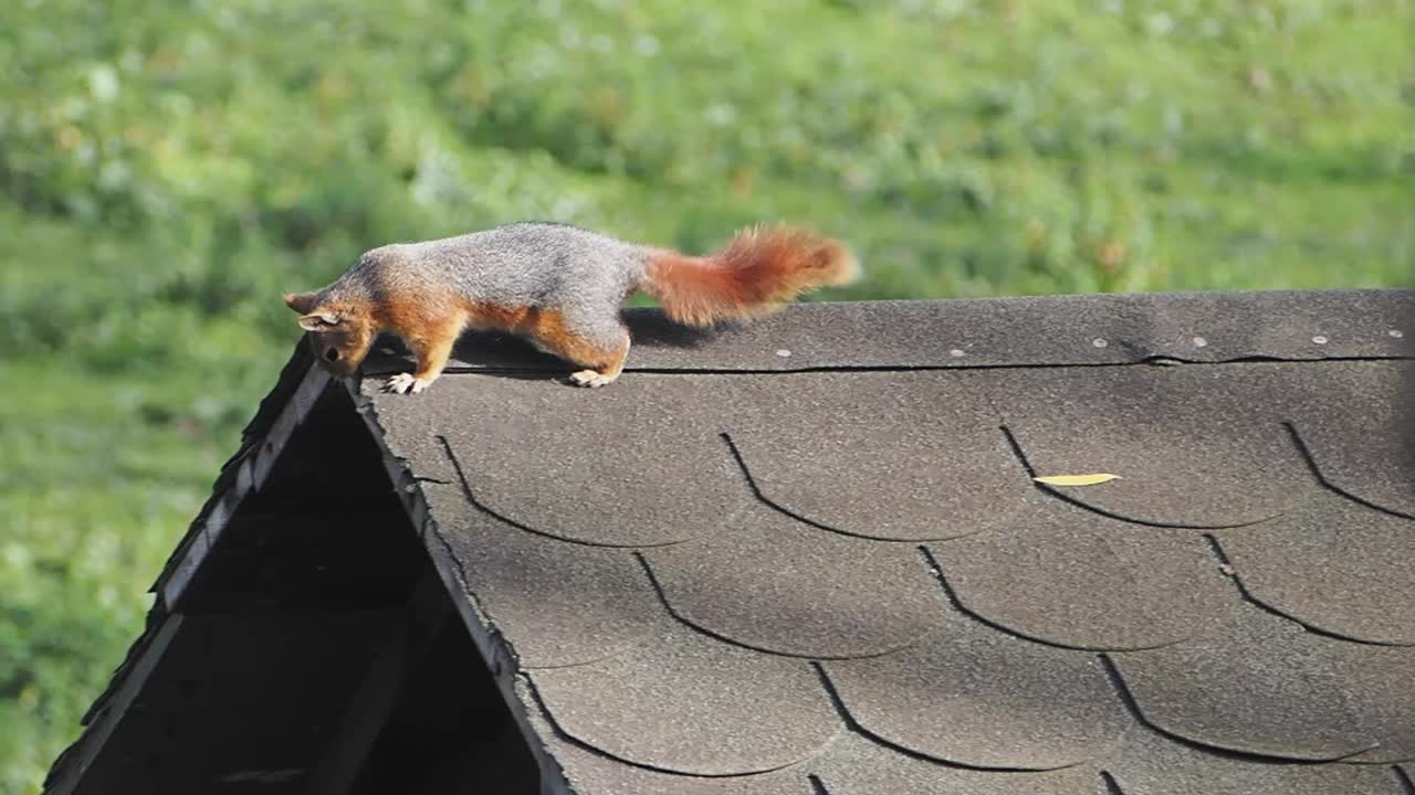Squirrel on a roof