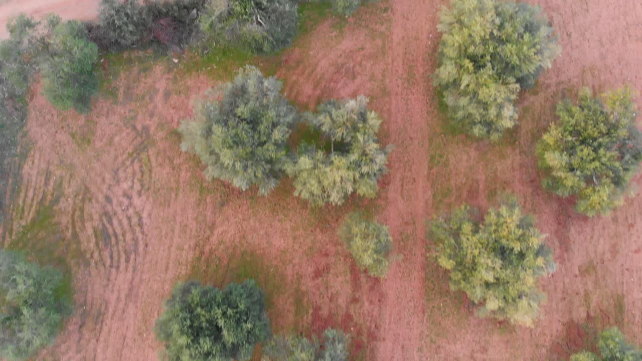 Coltivazione di Ulivi in Algarve dall'Alto.
