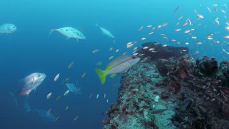Groups of large predatory fish prey on schools of smaller fish swarming above a recently sunken ship wreck to provide an artificial reef for scuba divers to explore