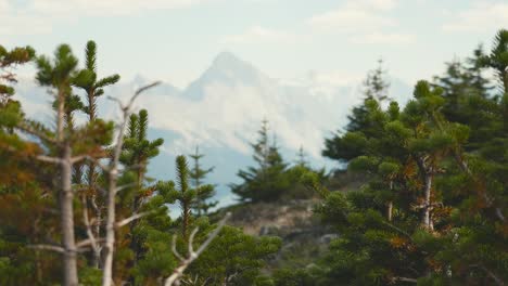 a closeup view of pine trees and the mountains of jasper national park in the background, on a clear blue sunny day