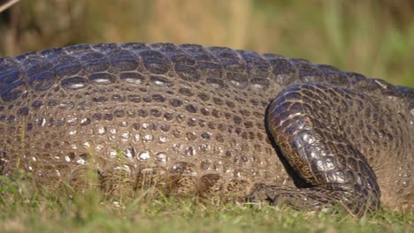 detail view of skin, scales, and scutes of yacare caiman reptile