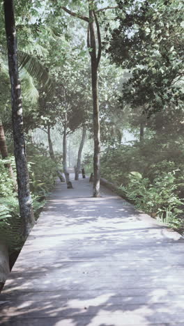 serene walkway through a lush tropical forest