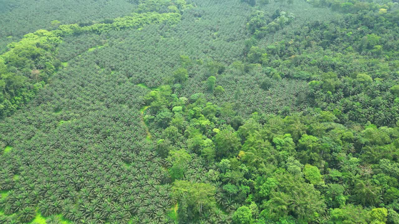 Aerial view from Agripalma,the major economic player on the island, and it has become the largest private employer in São Tomé and Príncipe.Is also the only large-scale plantation on the island.Africa