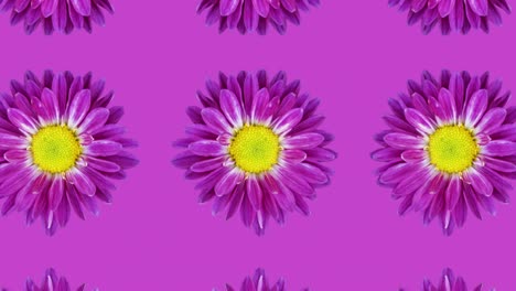 patrón animado con crisantemo púrpura en un fondo púrpura. simple concepto de bucle sin costuras floral animación