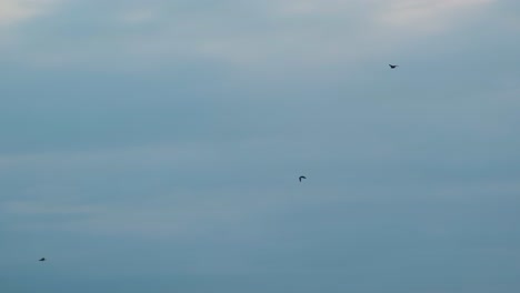 Escena-De-Vida-Silvestre-De-Aves-Silvestres-Depredadoras-En-Vuelo-En-El-Cielo-Cambiante