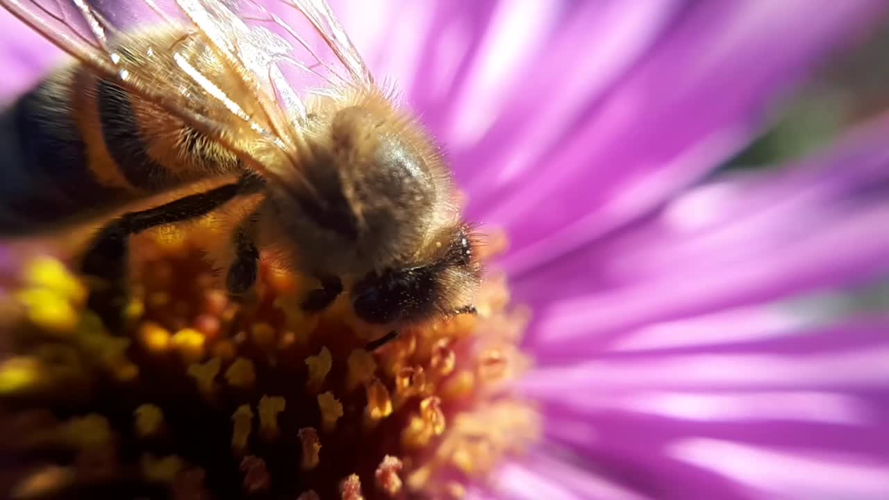primer plano macro de una abeja de miel en una flor de jardín-2