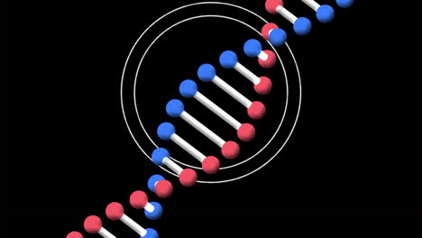 animación de una cadena de adn giratoria en círculos blancos sobre un fondo negro