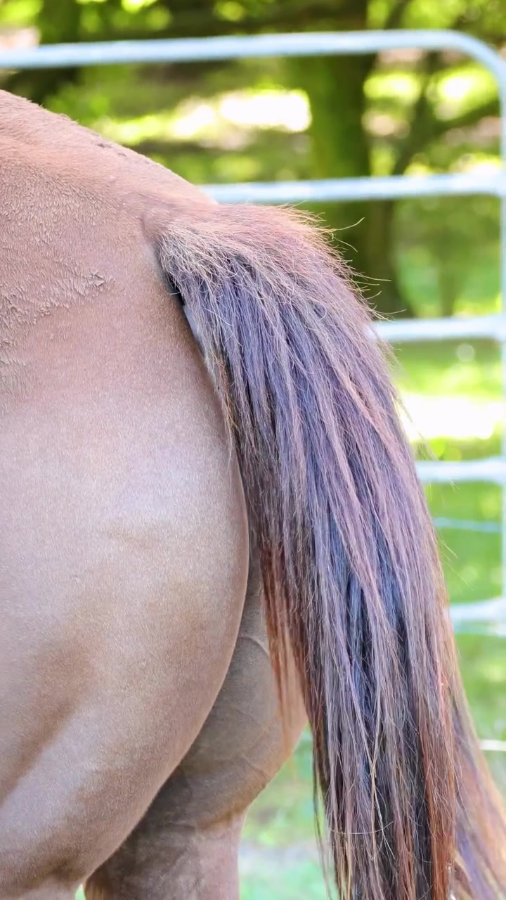 La coda di un cavallo ondeggia dolcemente in un pascolo illuminato dal sole, catturando il movimento naturale e l'atmosfera rurale serena.