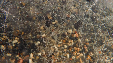 filamentous shoots of underwater plant with oxygen bubbles