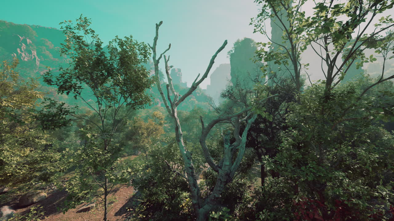 뒷면 에 안개 가 가득 한 산 들 이 있는 울창 한 숲 풍경