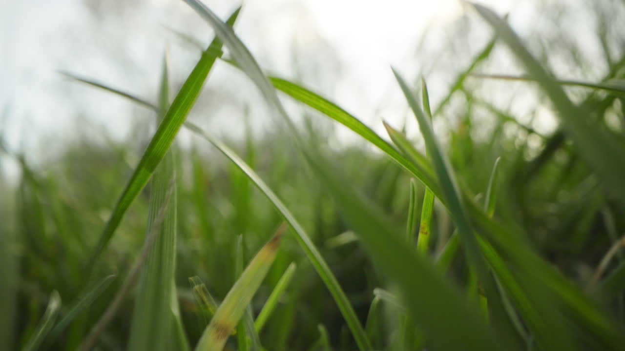 primer plano de la hierba