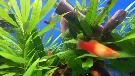 colorido banco de peces nadando entre plantas acuáticas en el acuario en casa, de cerca