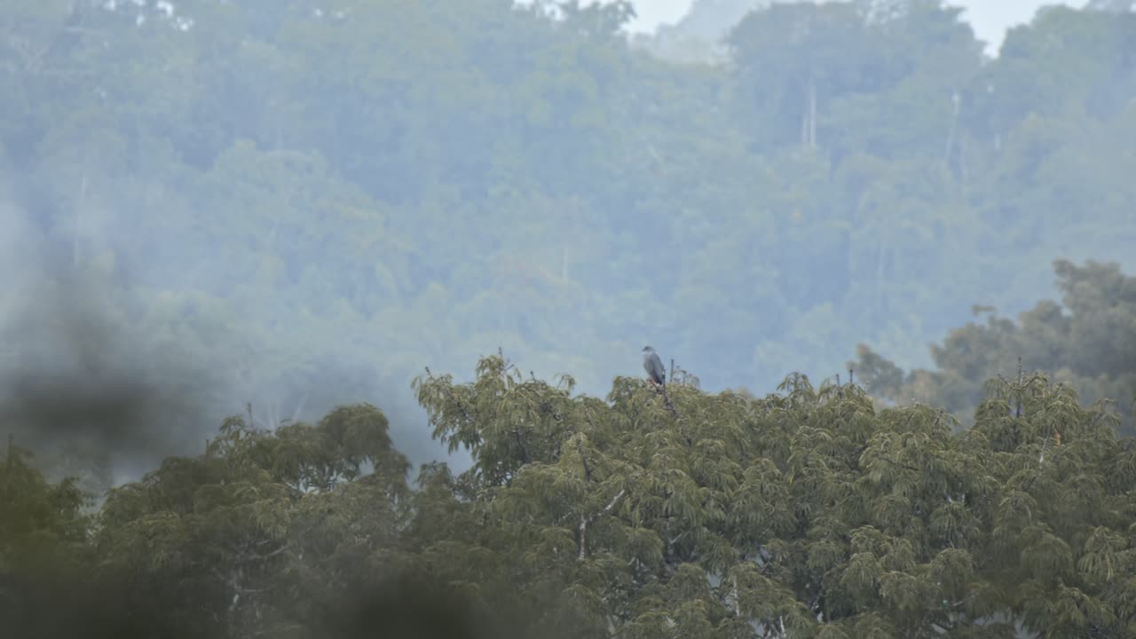 A majestic eagle rests above the treetops in a wide shot of the misty rainforest, its figure framed by the dense, green canopy below