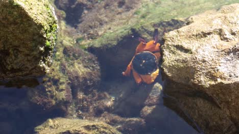 shore crab at home in shallow rock pool